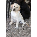 Bellissimi Cuccioli Labrador Retriever alta Genealogia Ottimo Pedigree Esenti Patologie Ereditarie - Foto n. 6