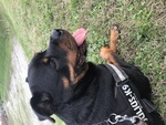🐶 Rottweiler femmina di 11 anni e 8 mesi in adozione a Monza (MB) da privato