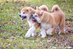 Disponibili Cuccioli di Akita inu Maschi Fulvi - Foto n. 7