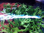 Talea di Acropora Verde Corallo duro Sps
