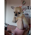 Cucciolo di Chihuahua - Foto n. 2