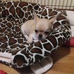 Cucciolo di Chihuahua - Foto n. 3