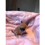 Chihuahua Cuccioli con Pedigree - Foto n. 4