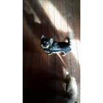 Chihuahua Cuccioli con Pedigree - Foto n. 8