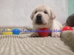 🐶 Labrador maschio di 2 anni e 8 mesi in vendita a Tolmezzo (UD) da allevamento