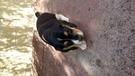 Beagle Cuccioli Allevamento - Foto n. 2