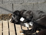 Simil Labrador in Adozione - Foto n. 3