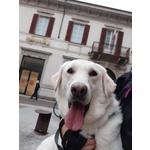 🐶 Golden Retriever maschio in adozione a Vigevano (PV) e in tutta Italia da privato