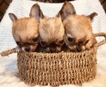 🐶 Chihuahua di 2 anni e 7 mesi in vendita a Grosseto (GR) da privato