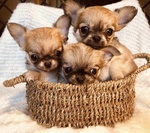 Cuccioli Chihuahua con Pedigree - Foto n. 2