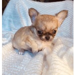 Cuccioli Chihuahua con Pedigree - Foto n. 3