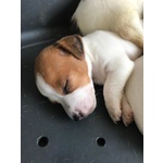 Jack Russell Terrier - Pedigree - Foto n. 2