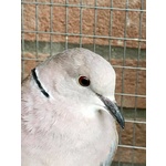Altri uccelli in vendita a Empoli (FI) e in tutta Italia da privato