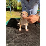 Vendo Cuccioli di Pitbull - Foto n. 2