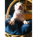 Cucciolo Pitbull - Foto n. 6