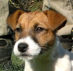 Jack Russell Terrier Broken - Foto n. 1