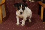 Mini Piedini di Razza jack Russell Terrier Cucciolo - Foto n. 2