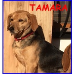 TAMARA simil beagle 4 anni non ha ancora una famiglia