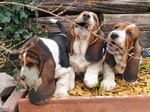 Meravigliosi Cuccioli di Bassethound - Foto n. 2