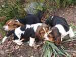 Meravigliosi Cuccioli di Bassethound - Foto n. 3