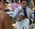 Jack Russell Terrier Pedigree Roi - Foto n. 2
