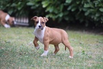 Cuccioli American Staffordshire Terrier - Foto n. 3