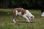 Cuccioli American Staffordshire Terrier - Foto n. 4