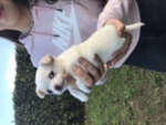Cucciola Chihuahua con Pedegree Enci