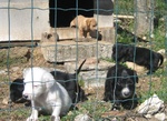 Cuccioli in Regalo - Foto n. 3