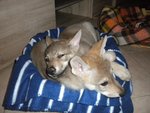 Cucciole di cane lupo Cecoslovacco - Foto n. 5