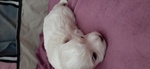 Cucciolo Maltese - Foto n. 4
