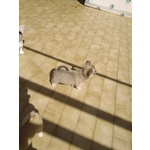 🐶 Chihuahua femmina di 1 anno e 11 mesi in vendita a Ascoli Piceno (AP) e in tutta Italia da privato