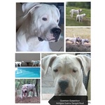 🐶 Dogo Argentino di 1 anno e 8 mesi in vendita a Chignolo Po (PV) e in tutta Italia da privato