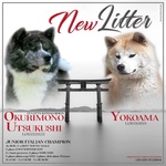 3 Splendidi Cuccioli di Akita inu Disponibili - Foto n. 1