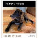 Hankey Cucciolo Perfetto - Foto n. 2