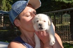 Cucciolo Labrador con Pedigree - Allevamento Labrador Expo - Foto n. 5