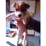 Disponibile Cucciola di jack Russell Terrier