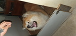 Vendo tre Bellissimi Cuccioli di Akita Inu - Foto n. 9