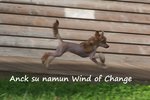 🐶 Chinese Crested Dog femmina di 9 anni e 7 mesi in vendita a Sestri Levante (GE) e in tutta Italia da privato