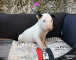 Bull Terrier Inglese Standard Cuccioli - Foto n. 5
