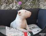 Bull Terrier Inglese Standard Cuccioli - Foto n. 7