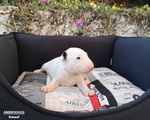 Bull Terrier Inglese Standard Cuccioli - Foto n. 10