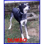 Dumbo 2 anni Timido ha Bisogno di Qualcuno che lo Ami
