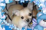 Chihuahua con Pedigree - Foto n. 1