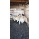 4 Pecore + 1 Montone - Foto n. 5
