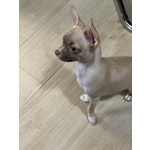 Bellissimo Chihuahua Disponibile per Accoppiamento - Foto n. 2