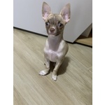 Bellissimo Chihuahua Disponibile per Accoppiamento - Foto n. 3