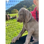 Weimaraner cuccioli con pedigree ENCI di due mesi a breve disponibili vaccinati e con microchip