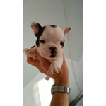 🐶 Bulldog Francese di 1 anno e 3 mesi in vendita a Cento (FE) da privato