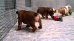 Cuccioli di Bulldog Inglese - Foto n. 4